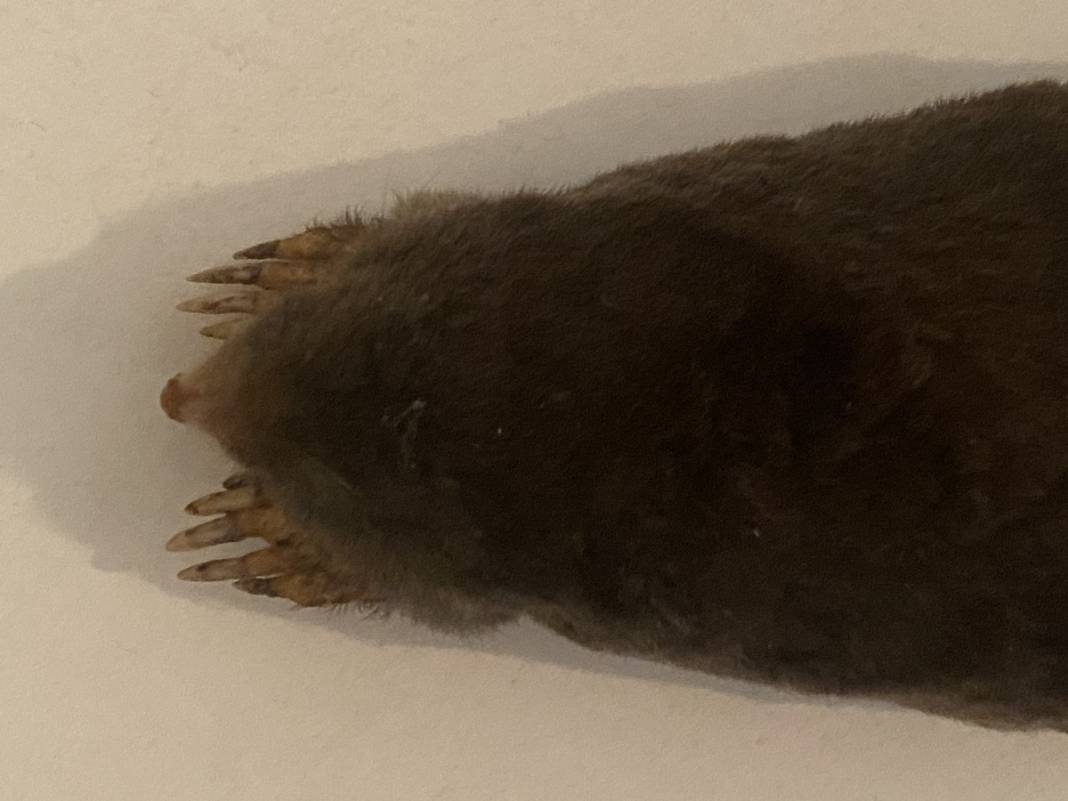 Karadeniz'de yayılmaya başladı! İlk kez yaşanıyor, yurt dışından özel ekip geldi 1